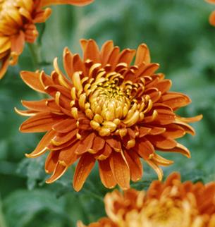 Chrysanthemum, Berksdale Golf Course