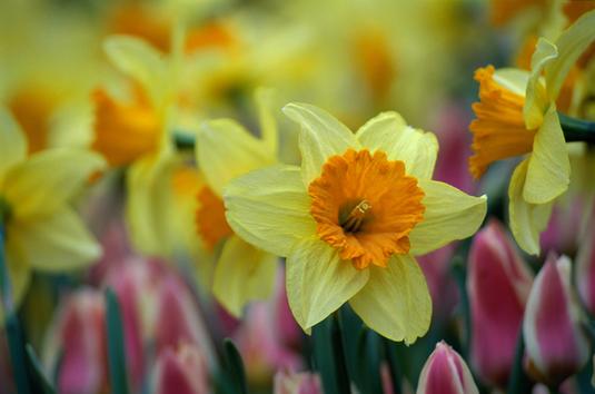 Daffodil at Brittany Golf Course