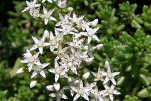 White Stonecrop in Full Bloom