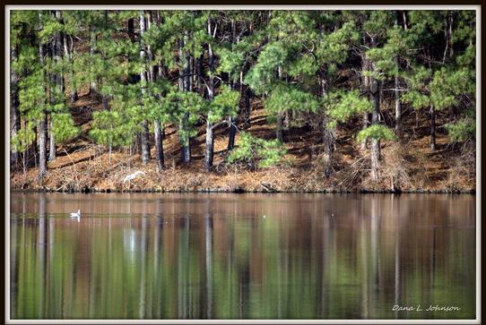 Reflection of Trees on the Bank of Lake Windsor