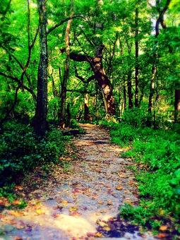 Hiking Trail Towards Interiors of the Creek