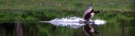 A Big Bird Splashing Water over Lake Rayburn