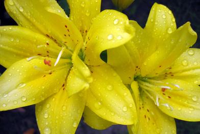 Yellow Flowers at Highlands Golf Course