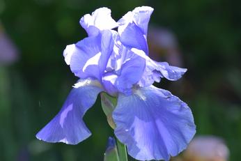 Irises at Dogwood Hills Golf Course