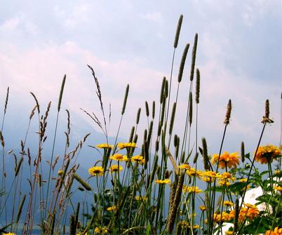 Flowers at the Country Club Golf Course