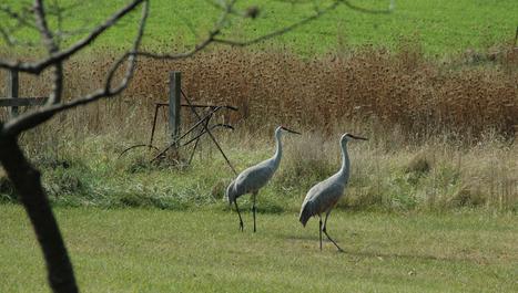 A Pair of Florida Sandhill Crane