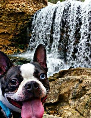 Boston Terrier in front of a Waterfall