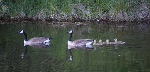 Two Big Goose and Four Gosling