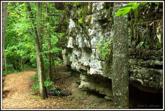 Trees and Rocks in Tanyard Creek Nature Trail