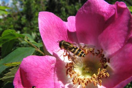 Honeybee on a Flower in Scotsdale Golf Course