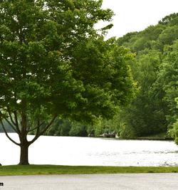 Trees, Bank of Lake Avalon