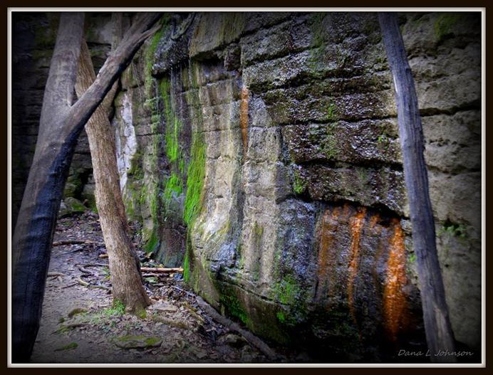 Lichen on Rocks and Trees