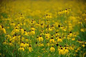 Field of Flowers at Kingswood Golf Course