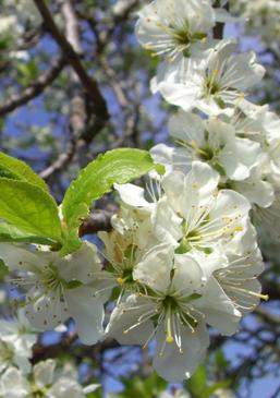 Prunus Domestic Flowers and Leaves