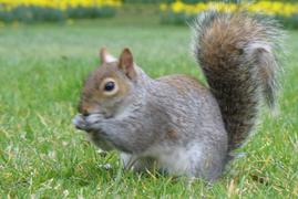 Squirrel Eating on the Ground