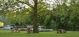 A Big Tree, Seating Arrangements, Lake Ann Area