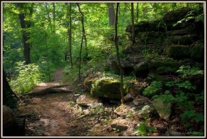 Forest and Rocks in Blowing Springs Trails