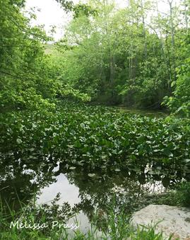 Overgrown Vegetation in Water, Tanyard Creek