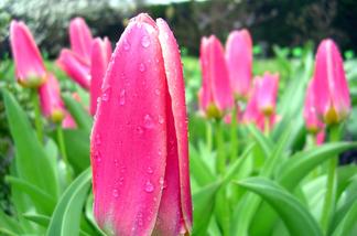 Pink Tulips at Country Club Golf Course