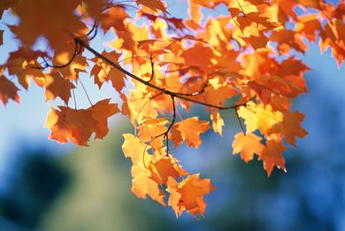 Maple Leaves at Highlands Golf Course