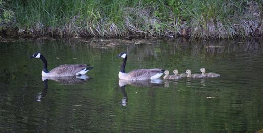 Goose and Family Swimming on Lake Avalon