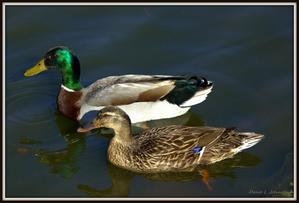 Two Ducks Swimming in the Lake