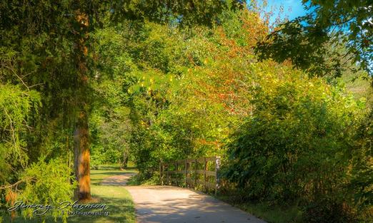 Walking Trail Towards Interior of Forest