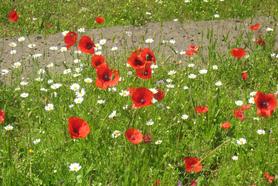 Flowers in Full Bloom at Kingswood Golf Course