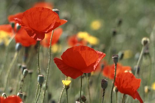 Common Poppy Flowers